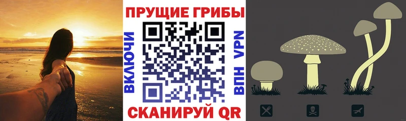 Псилоцибиновые грибы Psilocybine cubensis  купить   Дегтярск 